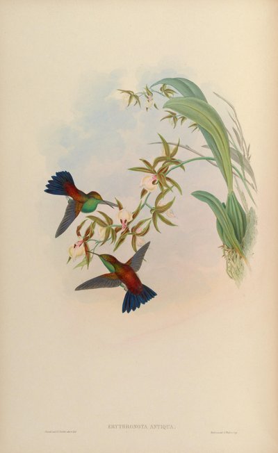 Amazilia tobaci erythronotos by John Gould